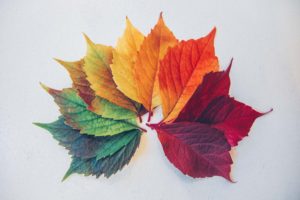 Colorful Fall leaves