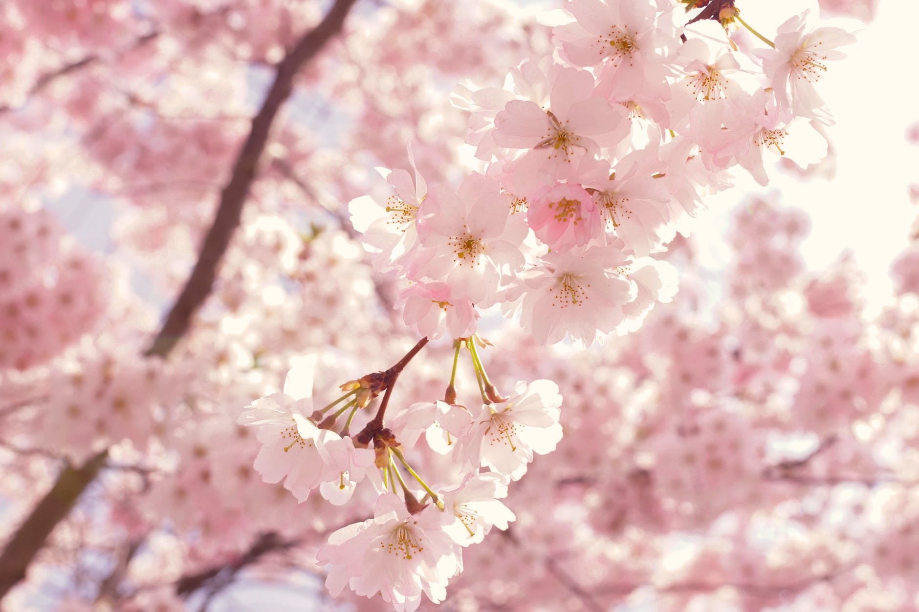 selective focus photography of pink cherry blossom flowers. Spring season for senior photos.