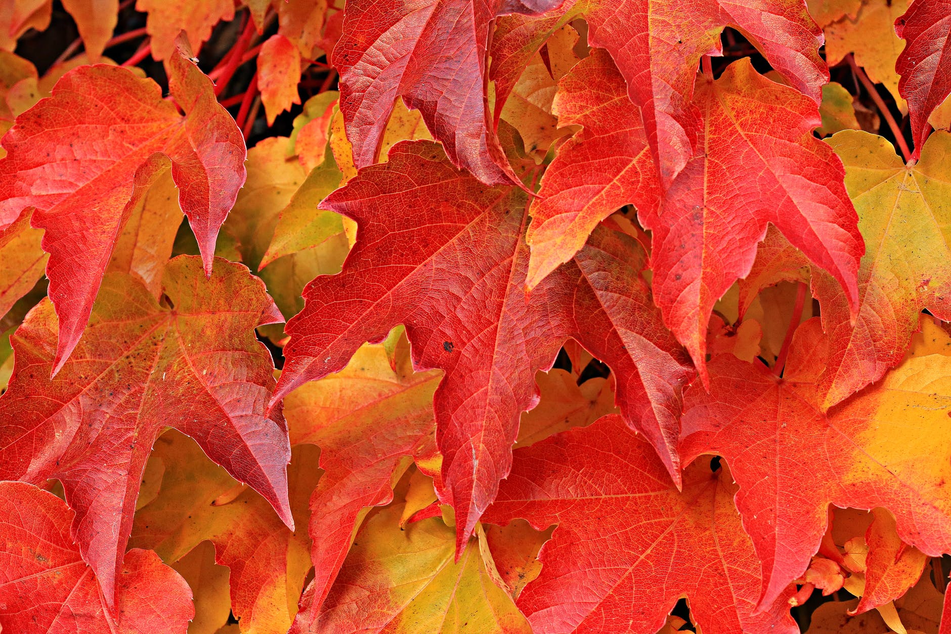 Red and brown leaves. Fall season for senior photos.