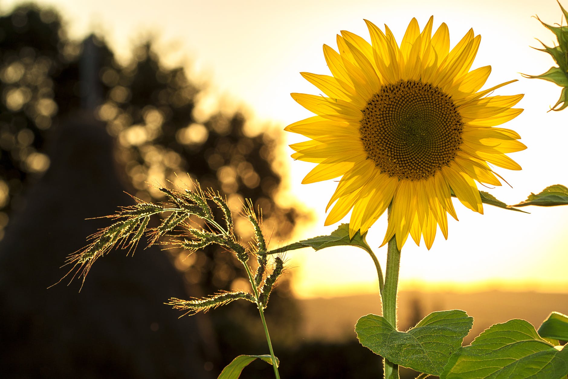 Sunflower during sunset. Summer season for senior photos.